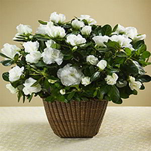 Morristown Florist | White Azalea