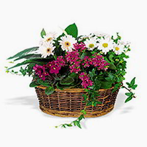 Morristown Florist | Spring Garden