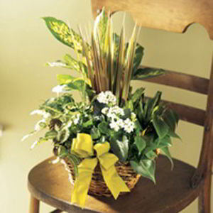 Morristown Florist | Dish Garden