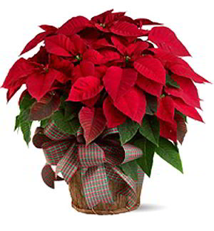 Morristown Florist | Large Red Poinsettia
