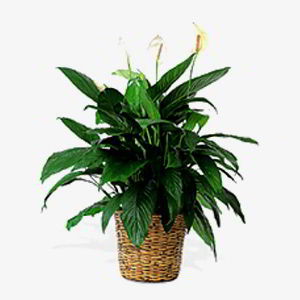 Morristown Florist | Peace Lily