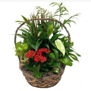 Morristown Florist | Indoor Garden