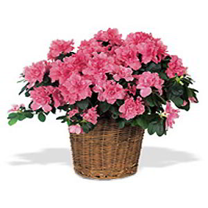 Morristown Florist | Pink Azalea