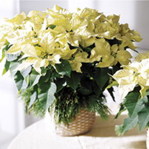 Morristown Florist | White Poinsettia