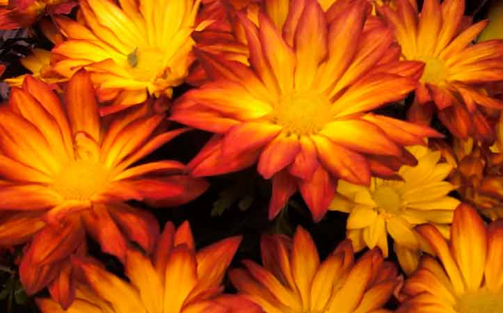 Basket of Flowers Morristown NJ