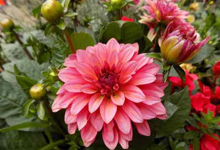 Morristown Florist | Flowers